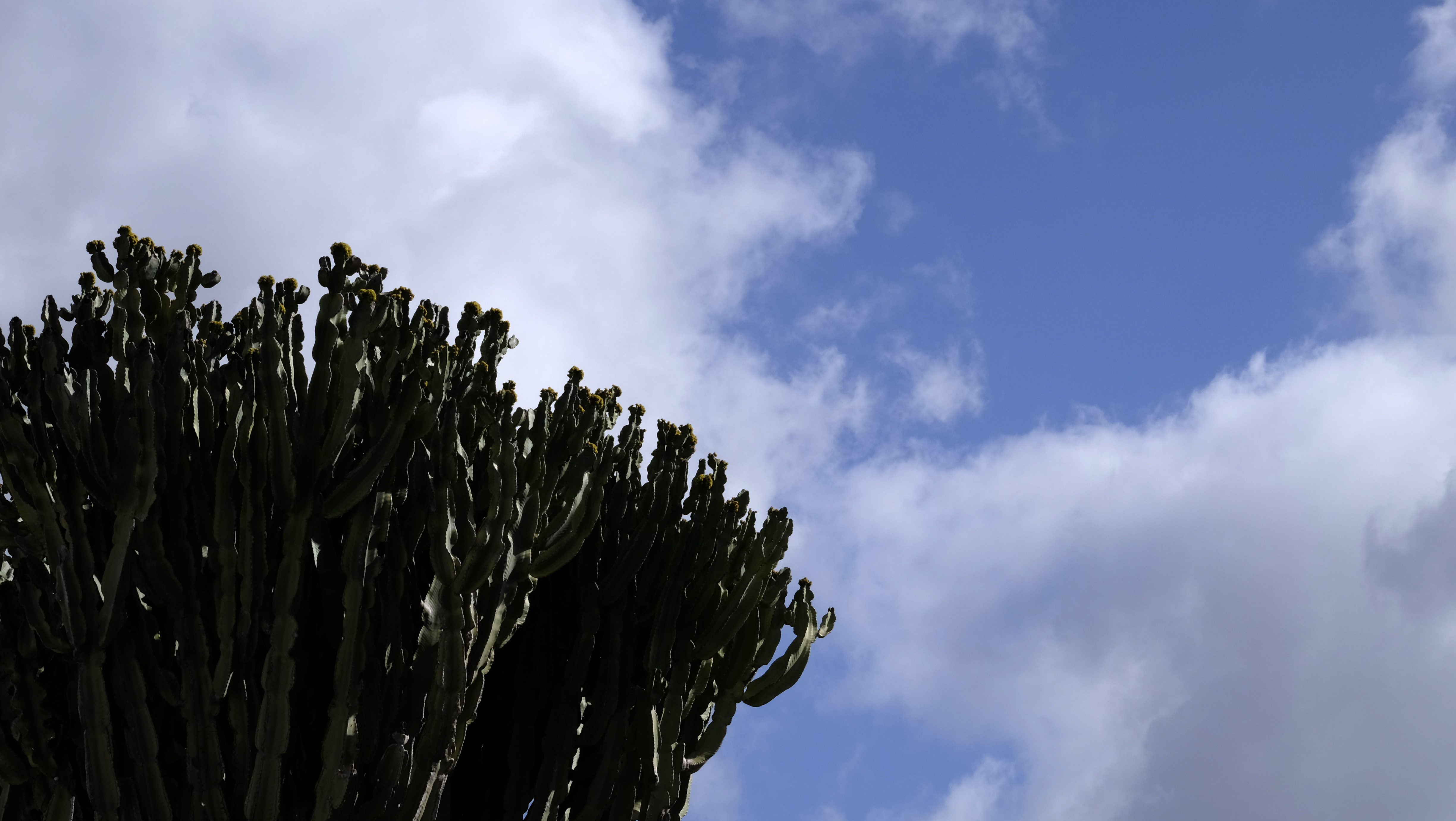 08_DSF9897a