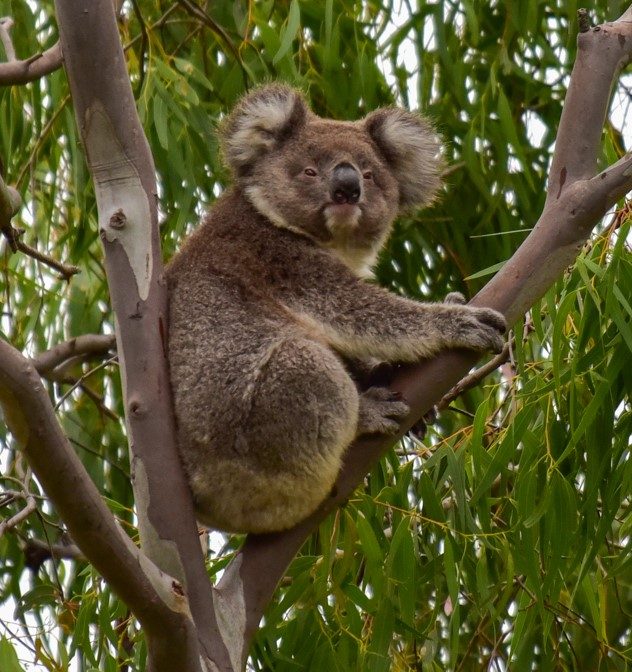 Australia