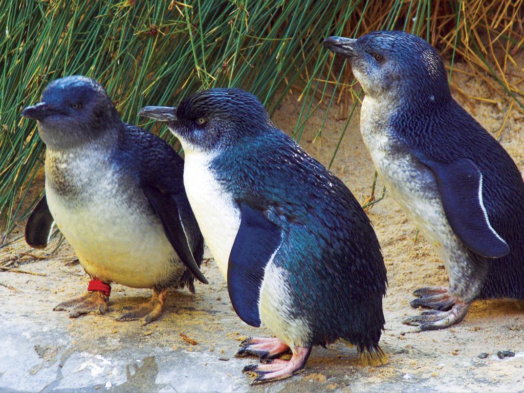 phillip-island-penguins-32986-crop