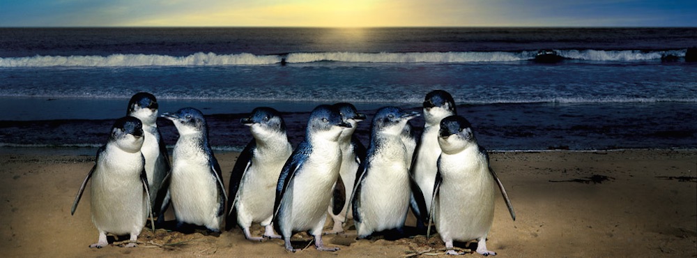 phillip_island_penguin_parade_tour_vip