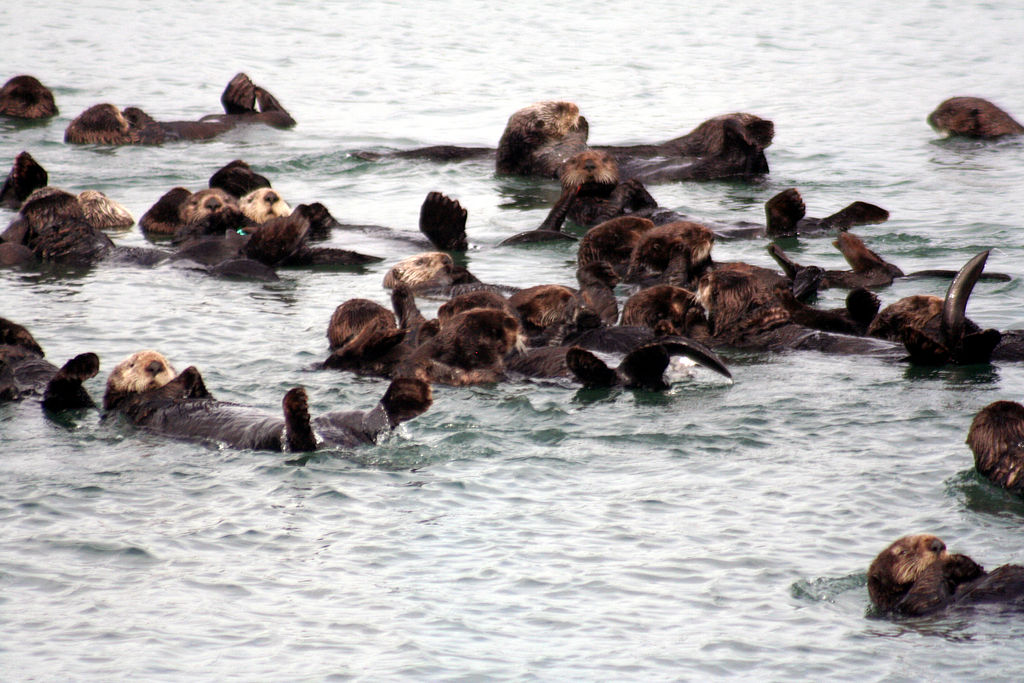 1024px-Sea_otters_at_moss_landing