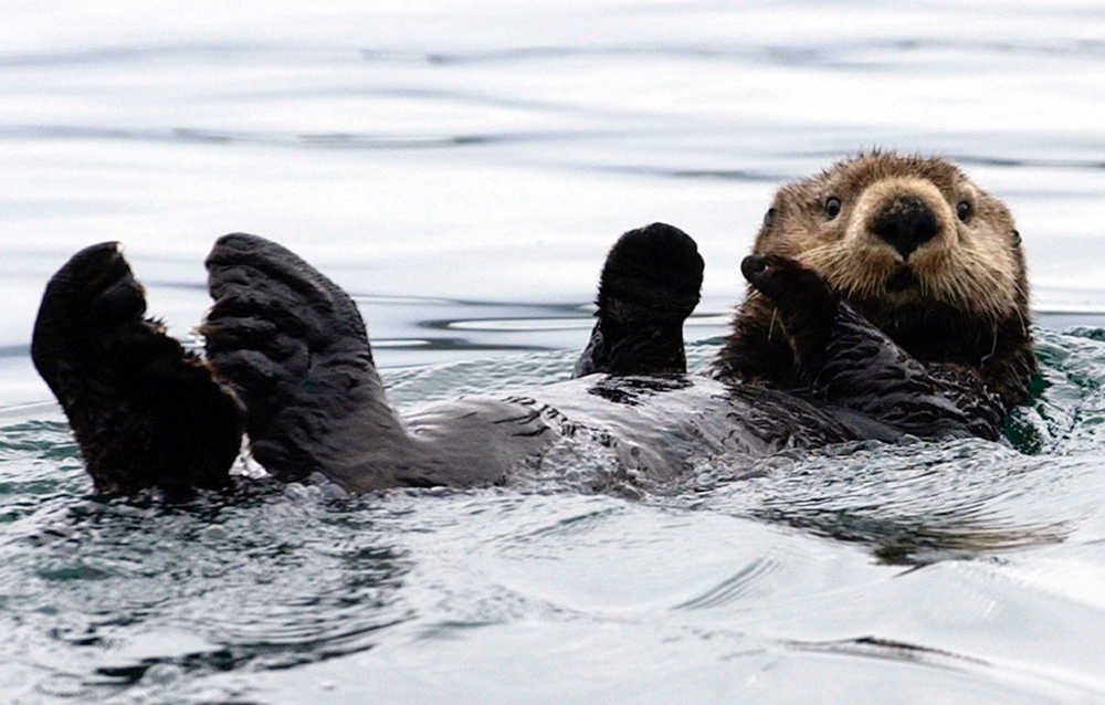 SEA OTTER KACHEMAK BAY
